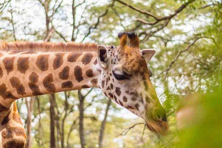 Girafa Centro Experiência Tour em Nairobi