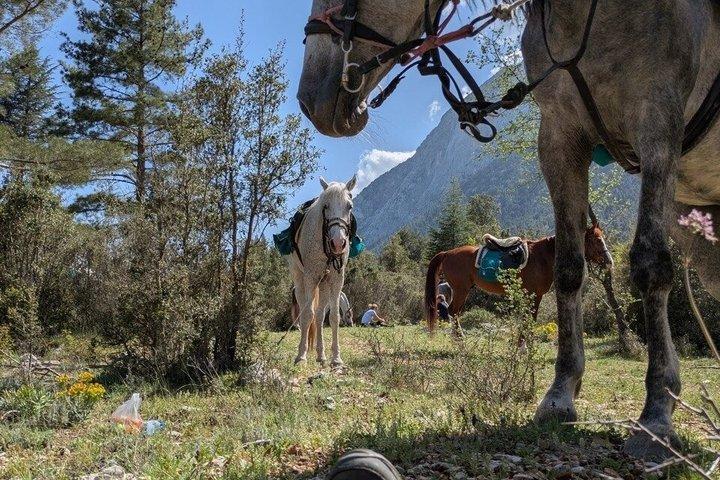 1 oder 2 Stunden PRIVAT Reiten im Wald in Kemer Antalya