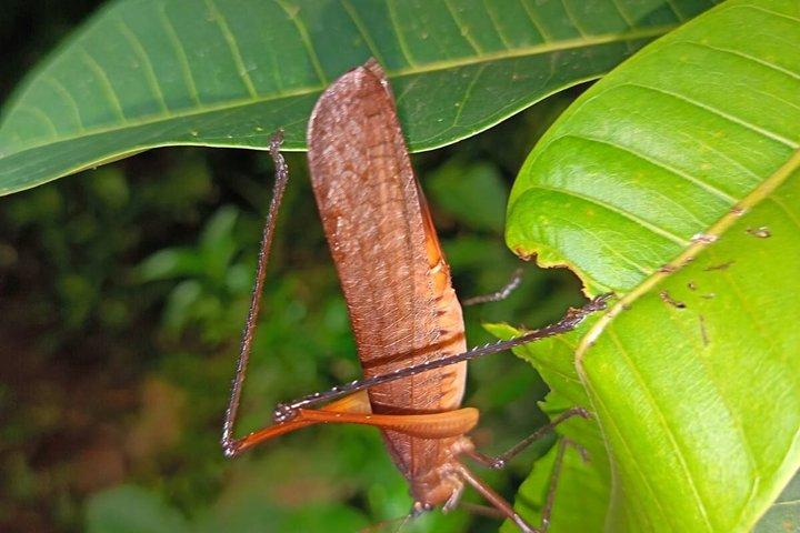 Amazon Puyo 3 Days 2 Nights | Caimans, Waterfall and Jungle