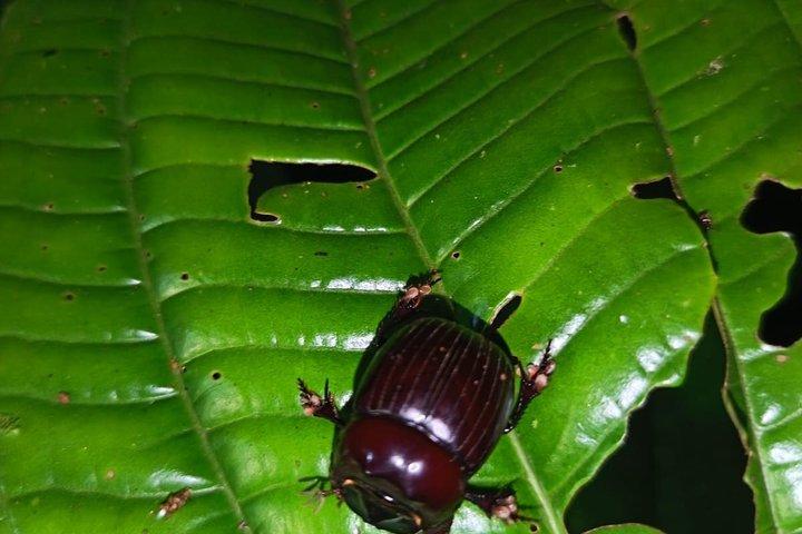 Amazon Puyo 3 Days 2 Nights | Caimans, Waterfall and Jungle