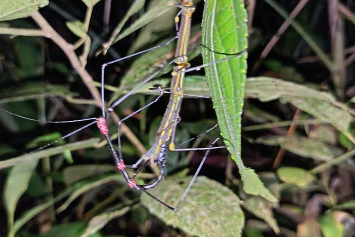 Amazon Puyo 3 Days 2 Nights | Caimans, Waterfall and Jungle