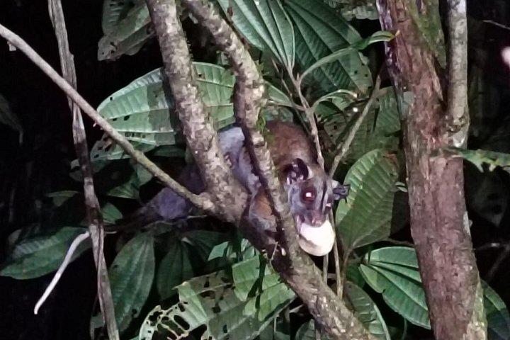 Amazon Puyo 3 Days 2 Nights | Caimans, Waterfall and Jungle