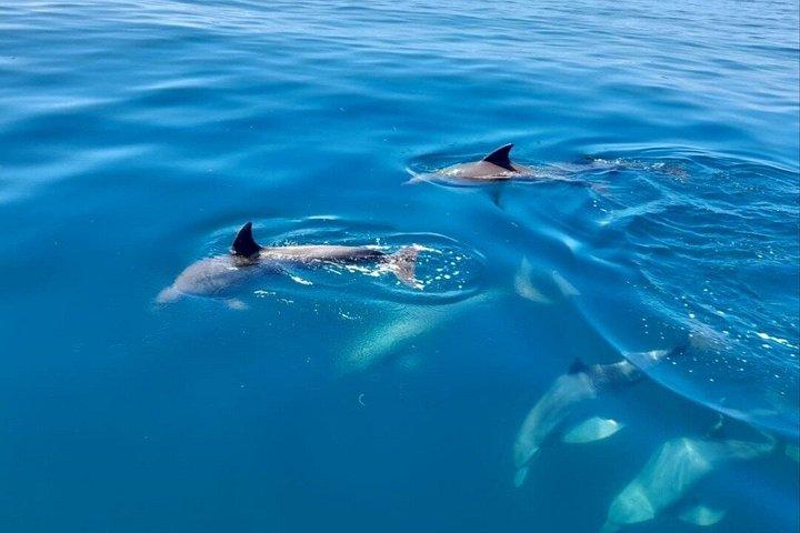Wasini Dolphin et plongée en apnée