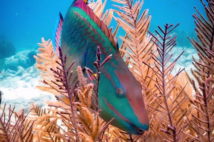 Private Bonaire Snorkeling Experience