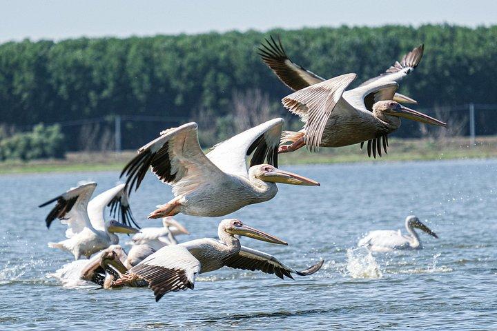 ブカレスト発プライベートドナウデルタ日帰り旅行