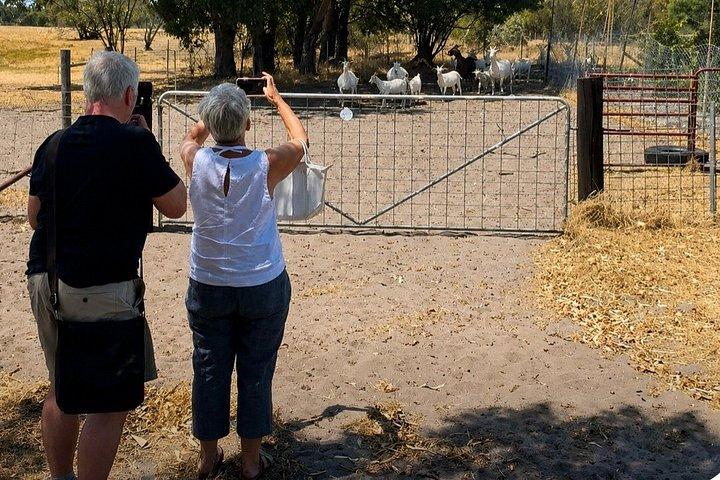 パース・カントリー・フード・トレイル、農場動物、ニューノーシア