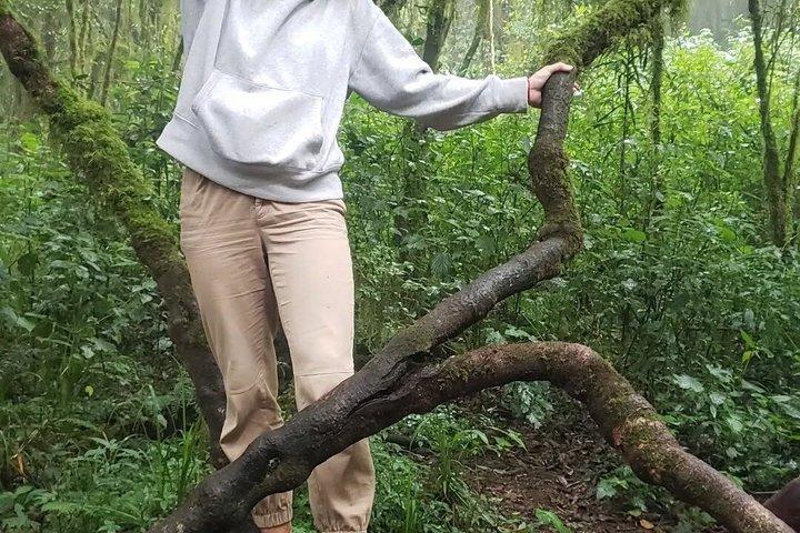 KILITA SAFARISによるキリマンジャロ一日ハイキング体験への参加