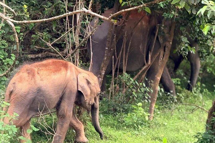 Visite privée de 5 jours au Sri Lanka