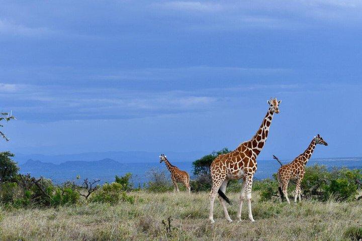 Safari matutino y vespertino en el Parque Nacional de Nairobi