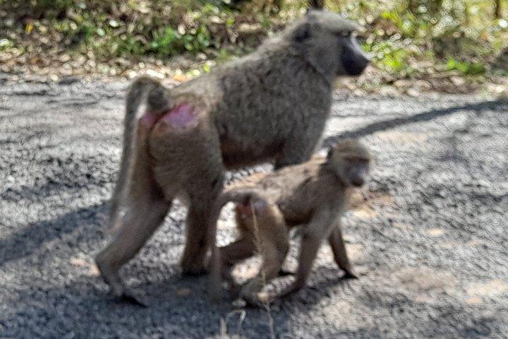 ナイバシャ湖とナイロビ発ヘルズゲート日帰りツアー