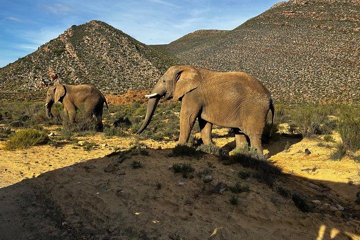 Aquila Big 5 Safari and Wine Tasting Day Tour – From Cape Town
