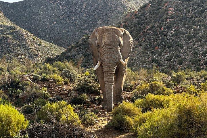 Aquila Big 5 Safari and Wine Tasting Day Tour – From Cape Town