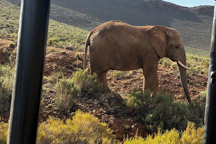 Aquila Big 5 Safari and Wine Tasting Day Tour – From Cape Town