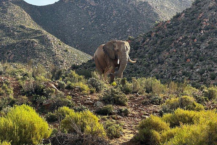 Aquila Big 5 Safari and Wine Tasting Day Tour – From Cape Town