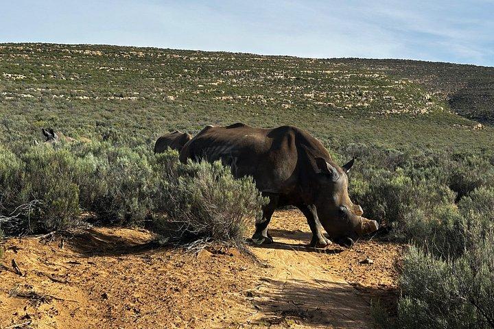 Aquila Big 5 Safari and Wine Tasting Day Tour – From Cape Town