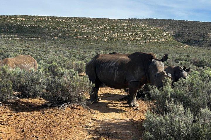 Aquila Big 5 Safari and Wine Tasting Day Tour – From Cape Town