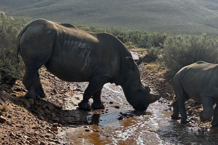 Aquila Big 5 Safari and Wine Tasting Day Tour – From Cape Town