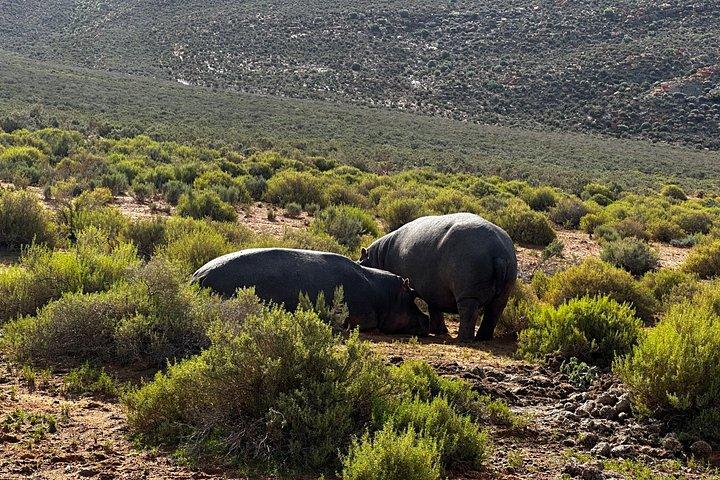 Aquila Big 5 Safari and Wine Tasting Day Tour – From Cape Town