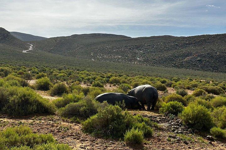 Aquila Big 5 Safari and Wine Tasting Day Tour – From Cape Town