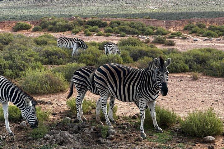 Aquila Big 5 Safari and Wine Tasting Day Tour – From Cape Town