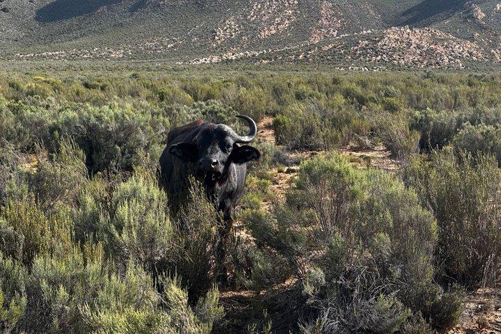 Aquila Big 5 Safari and Wine Tasting Day Tour – From Cape Town