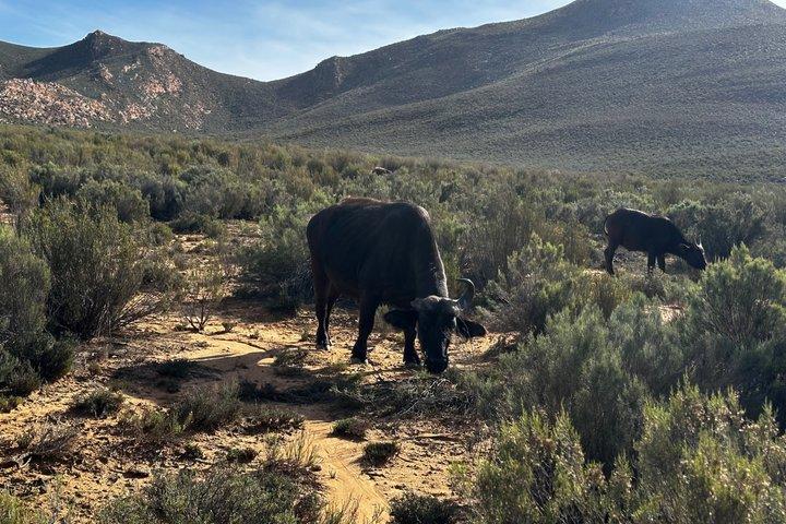 Aquila Big 5 Safari and Wine Tasting Day Tour – From Cape Town