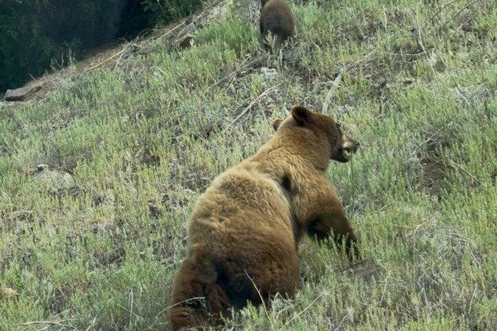 Lower Loop of Yellowstone from Cody, WY