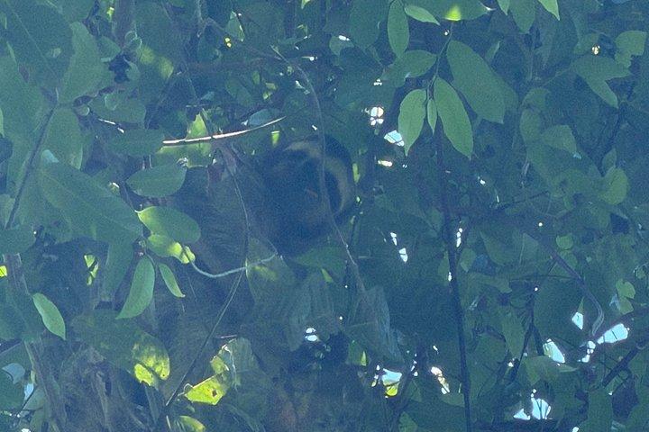 サンホセ発マヌエル・アントニオ国立公園日帰りツアー