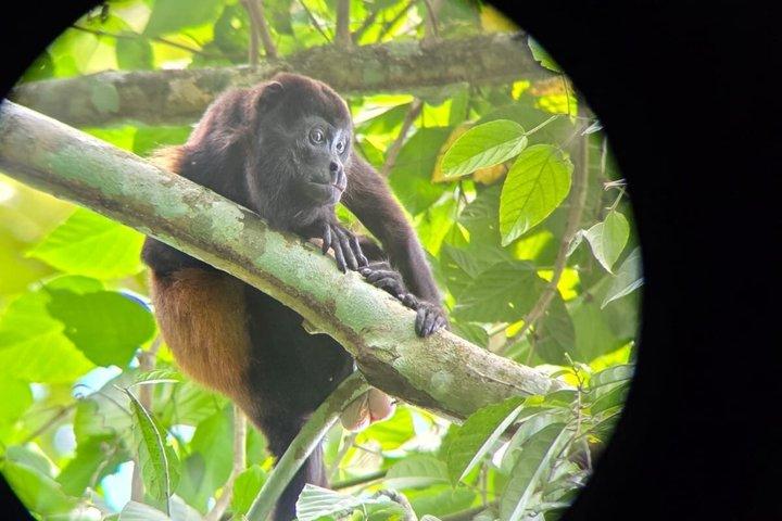 サンホセ発マヌエル・アントニオ国立公園日帰りツアー