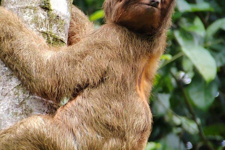 サンホセ発マヌエル・アントニオ国立公園日帰りツアー