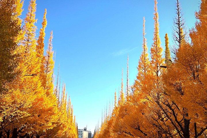 Tokyo: 4-Hour Customized Private Tour - with Local Guide