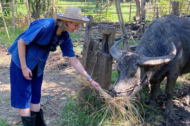 Chiang Mai Rice Plantering og Thai Buffalo Erfaring