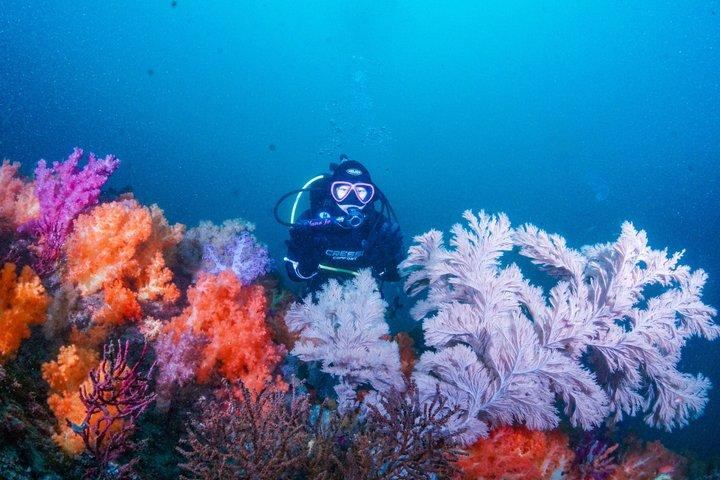 Privé bootduiken in Jeju Ontdek en geef geld