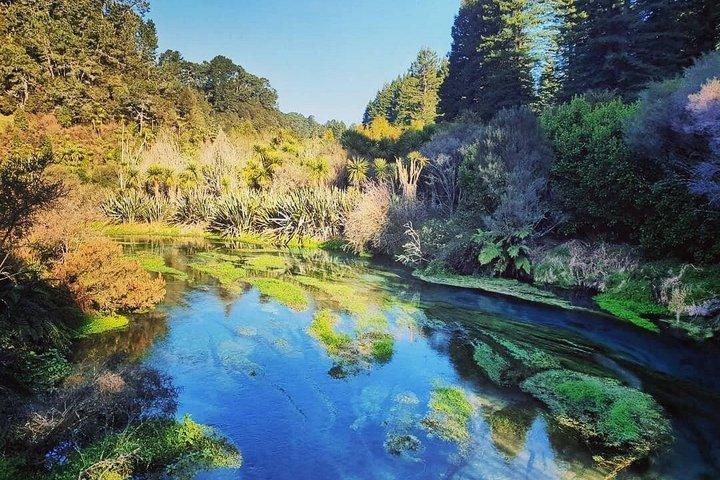 Auckland till Blue Springs, Rotorua Whakarewarewa, Redwood Forest