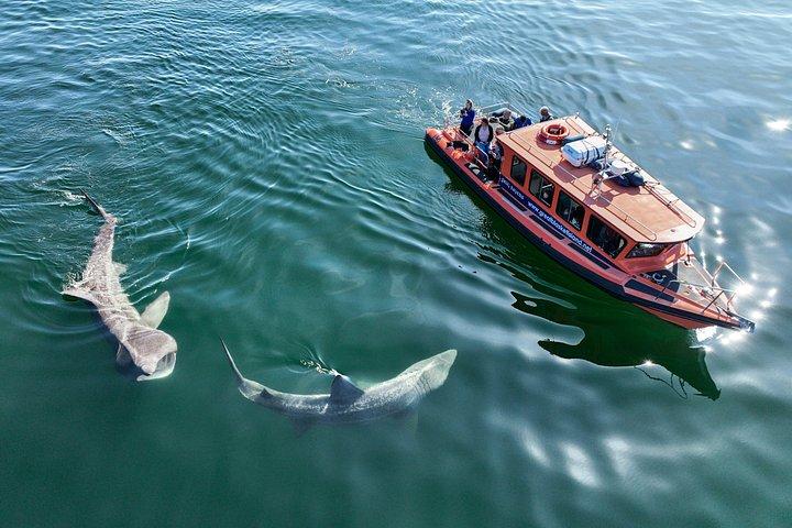 La grande esperienza di Blasket Island - Tour Premium