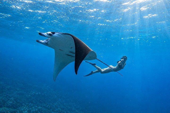 Nusa Penida privat snorkling och västtur Börja från Bali