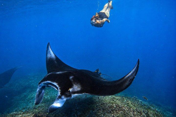 Nusa Penida privat snorkling och västtur Börja från Bali