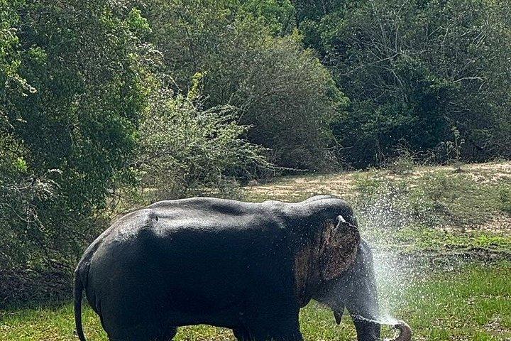 ハンバンソータ港発ヤーラ国立公園スペシャルサファリツアー