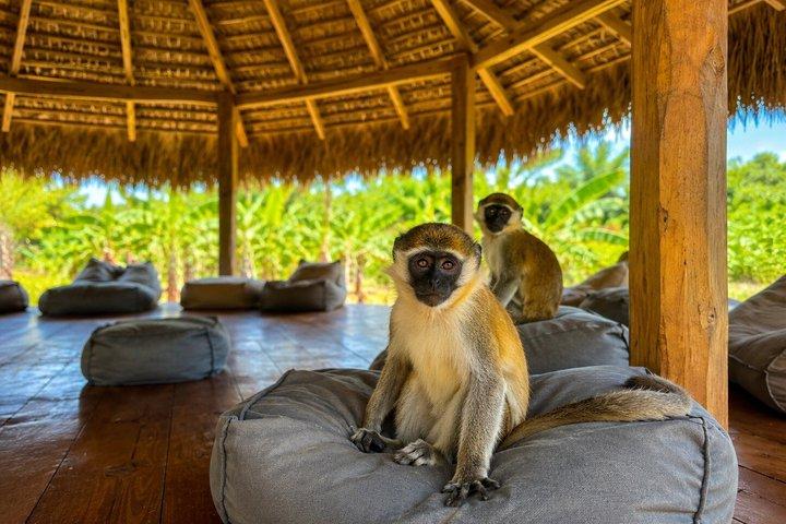 Hoteller i nærheden af Punta Cana Monkeyhouse and Adventure Horse Ride