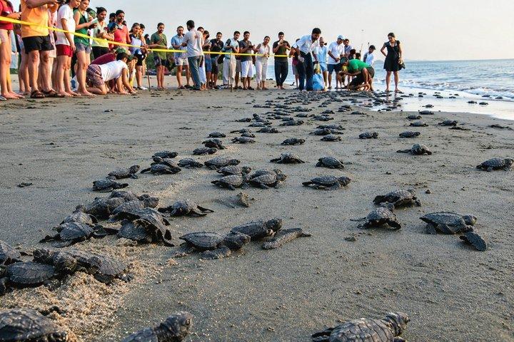 Esperienza di rilascio della conservazione delle tartarughe marine