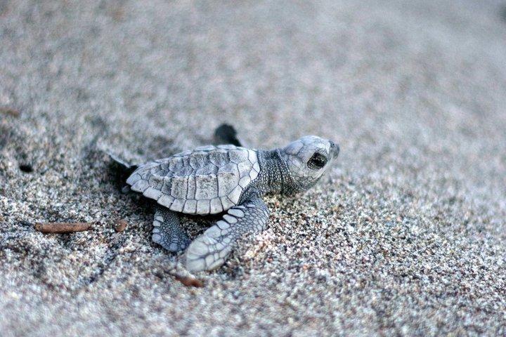 Esperienza di rilascio della conservazione delle tartarughe marine