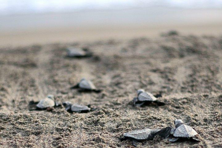 Esperienza di rilascio della conservazione delle tartarughe marine