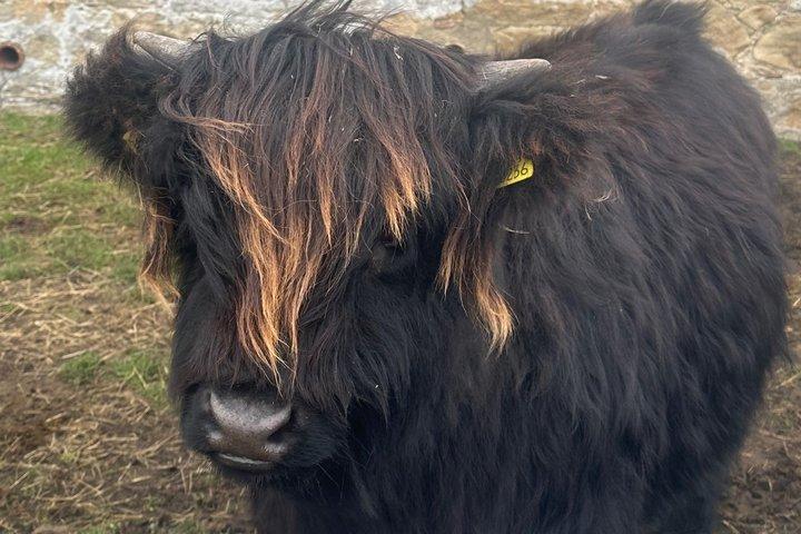 Hoteller i nærheden af Millionaire Viewpoint & Highland Cows