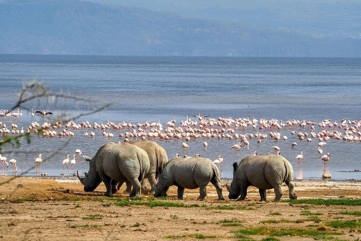 Big five & Birds Paradise 4 Day Masai Mara - ナイバシャ湖
