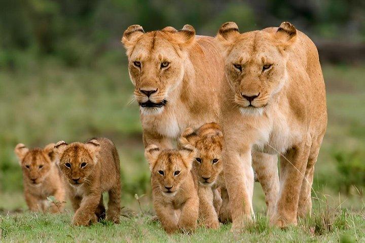 Big five & Birds Paradise 4 Day Masai Mara - ナイバシャ湖