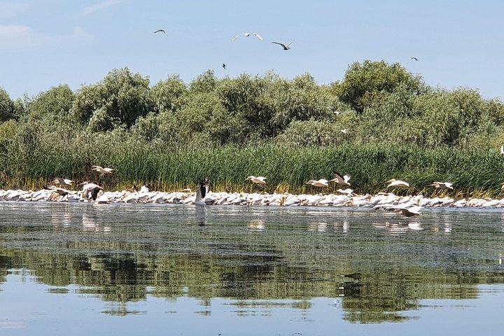 ドナウデルタのプライベート日帰り旅行で野生の美しさを発見