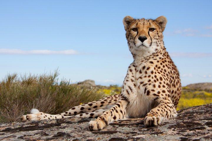 Maasai Mara Day Tour From Nairobi