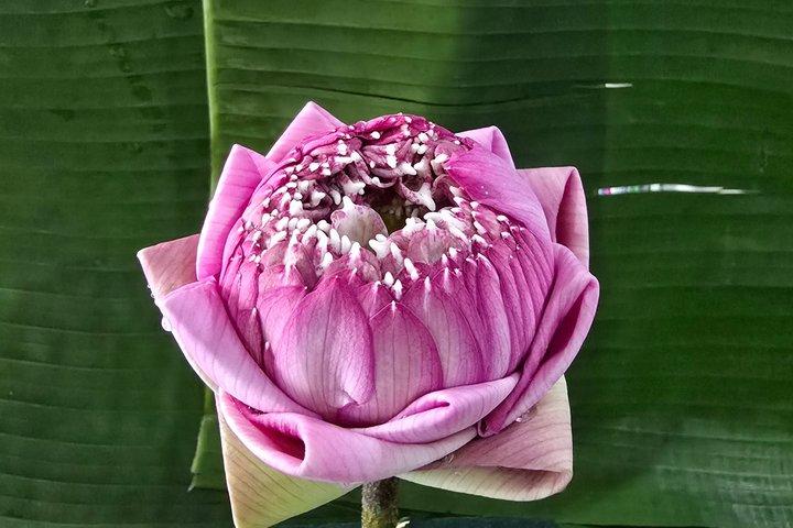 Thailändsk blomsterkonst i Phuket