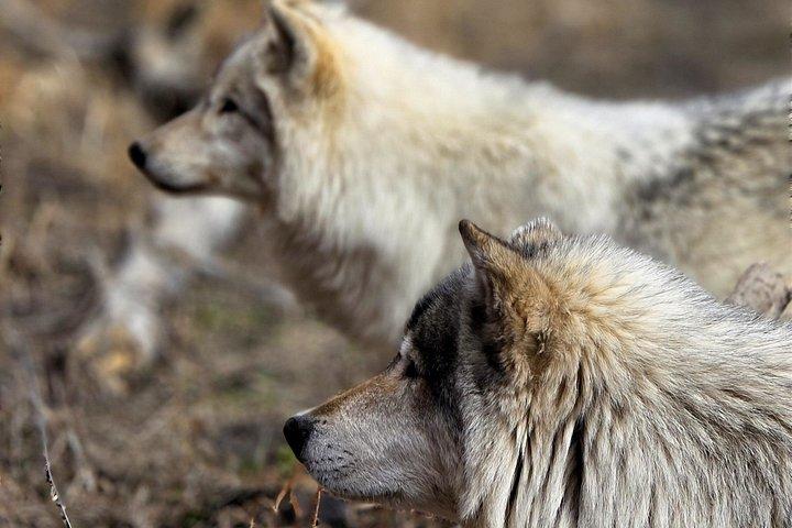 Banff Day Trip & Wolfdog Sanctuary Tour