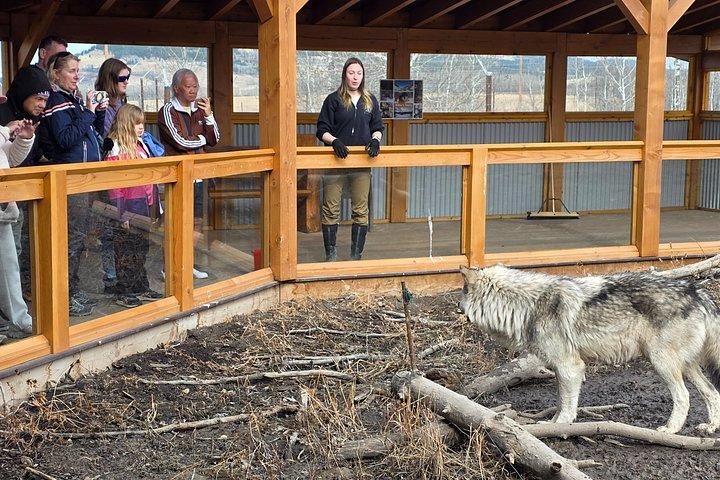 Banff Day Trip & Wolfdog Sanctuary Tour